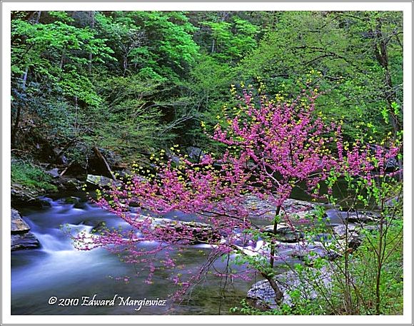 450670  A redbud tree contrasts beautifully with the green new growth of the hardwood trees